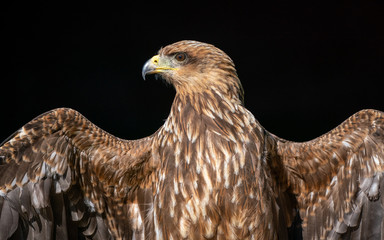 Yellow Billed Kite