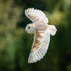 Common Barn Owl