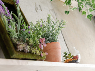 観葉植物　インテリア