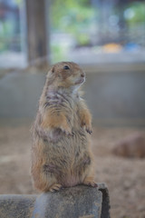 punxsutawney phil cute little animals that kids like