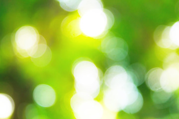 Fototapeta premium Abstract bokeh background from Green leaf