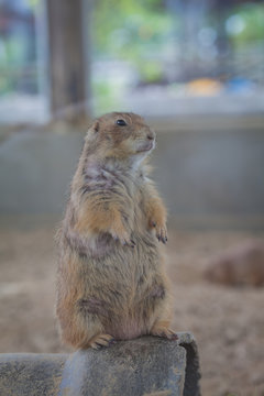 Punxsutawney Phil Cute Little Animals That Kids Like