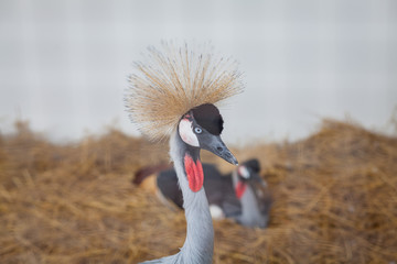Close up crane-like bird is a large bird, neck and long legs.