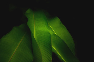 Creative layout made of green leaves. Tropical area Nature background at phuket thailand