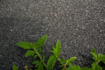 Creative layout made of green leaves. Tropical area Nature background at phuket thailand