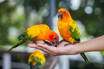 Macaw beautiful color eat on hand