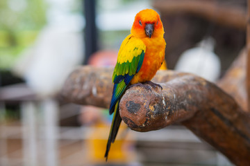 Macaw beautiful color