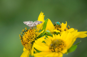 Moth and Blue Fly feasting on Yellow Pollen