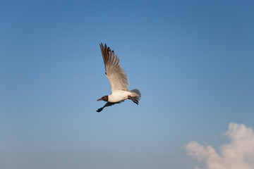 Bird / Птица