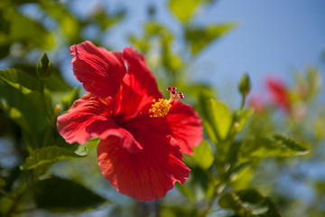 Цветок / Flower