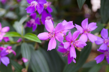 Цветок / Flower