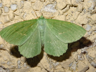 Large Emerald Moth, Geometra papillionaria