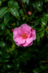 Blossoms of camellia , Camellia japonica