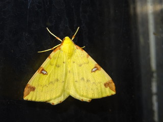 Brimstone Moth, Opisthograptis luteolata