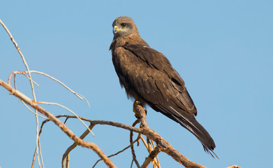 Black Kite with blue sky and copy space