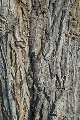Rough Tree Bark Texture