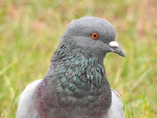 portrait of a pigeon
