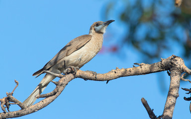 Little Friarbird