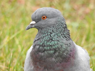portrait of a pigeon