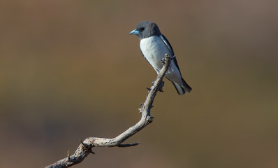White breasted Woodswallow