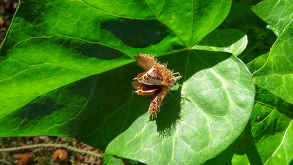 Beautiful Quimper, the city in Bretagne