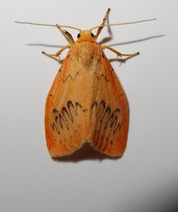 Rosy Footman Moth, Miltochrista miniata