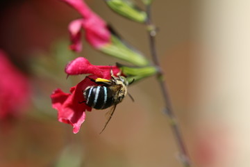 Happy Bee