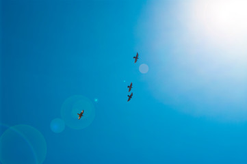 Dove in flight , Pigeons fly / Pigeons are flying in the sky