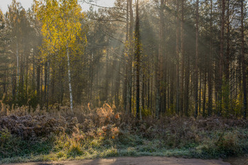 Obraz premium Frost melts on the grass from the sun.