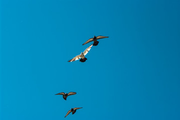 Dove in flight , Pigeons fly / Pigeons are flying in the sky
