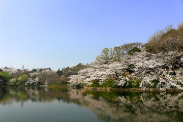 Japanese landscape with cherry blossoms