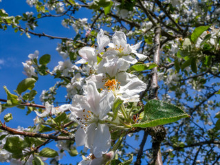 White Apple blossoms close-up