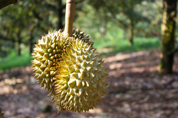 Thai fruit durian tree in farm at Thailand