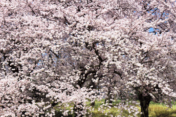 Japanese landscape with cherry blossoms
