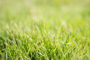 Fresh grass background
