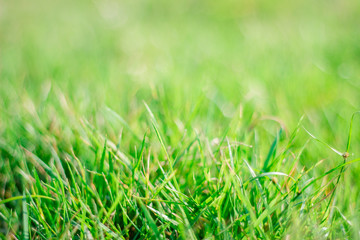 Fresh green grass background