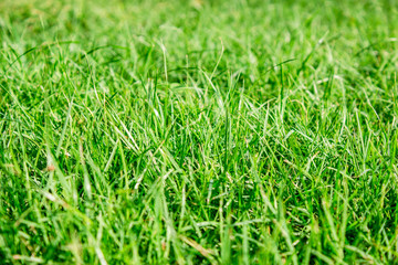 Fresh green grass background