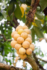 Langsat, Thai fruit on tree background