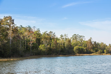 Fototapeta premium forest and lake in summer and blue sky background 