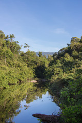 Fototapeta na wymiar forest and lake in blue sky background