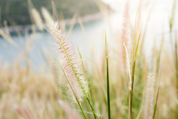 Meadow on the mountain at sunset