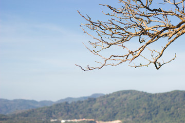 dry tree in springtime on cityscapes and mountain background