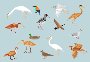 Obraz premium Vector birds set, vector illustration