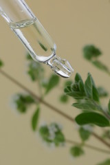 marjoram essential oil in a glass pipette and fresh green sprigs of marjoram on a  beige background.Organic Natural Oil