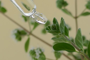marjoram essential oil in a glass pipette and fresh green sprig  of marjoram on a light beige background.Organic Natural Oil