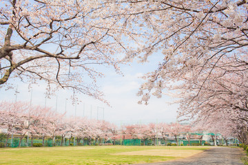 桜 © kento