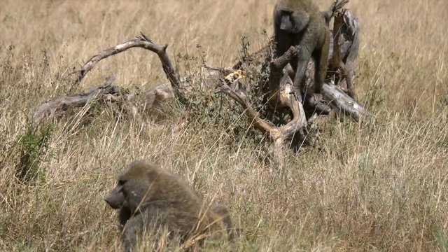 Baboons hunting each other at the savannah