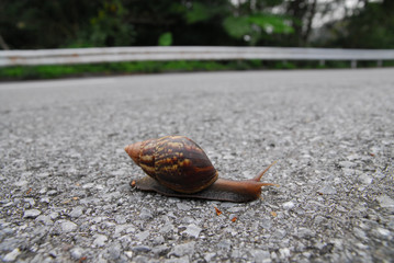 アフリカマイマイ