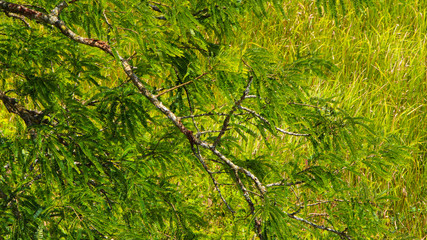 Tamarind tree on blue sky views background