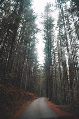 Road into the forest